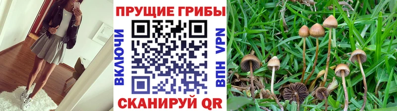 Псилоцибиновые грибы Magic Shrooms  Усть-Джегута 